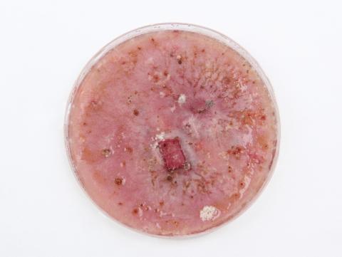 Fusarium_graminearum_2