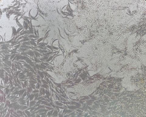 Fusarium_virguliforme_2