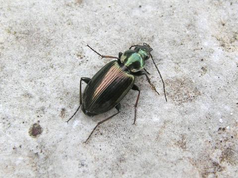 Agonum muelleri