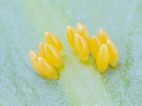 Coccinelle asiatique (Harmonia axyridis)