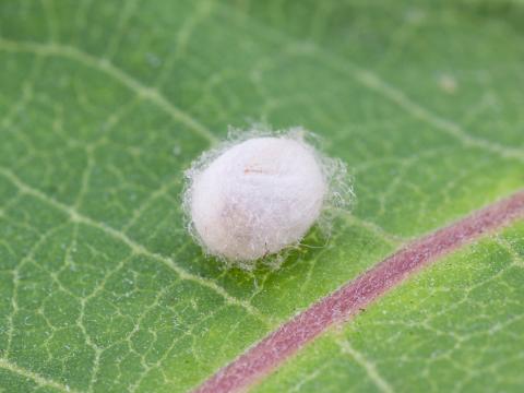Chrysope verte (Chrysoperla carnea)