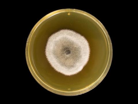 Alternaria_solani_11