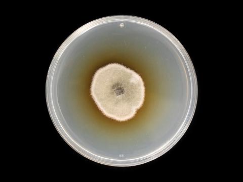 Alternaria_solani_10