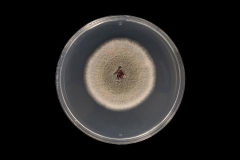 colletotrichum_acutatum_7