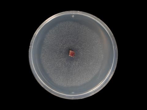 colletotrichum_acutatum_11