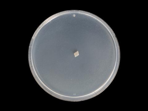 colletotrichum_coccodes_14