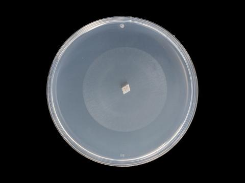 colletotrichum_coccodes_13