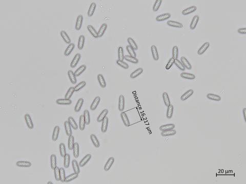 Colletotrichum_siamense_1