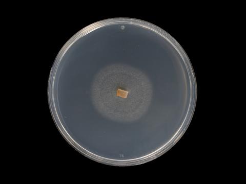Dactylonectria_torresensis_9
