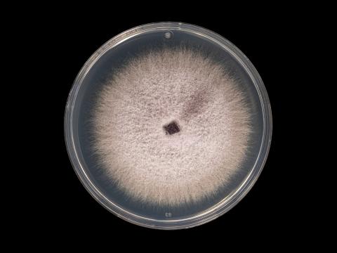 Fusarium_oxysporum_11
