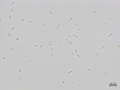 Sarocladium_strictum_3