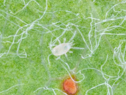 Amblyseius andersoni