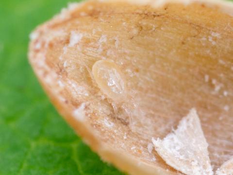 Amblydromalus limonicus