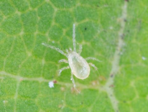 Amblydromalus limonicus