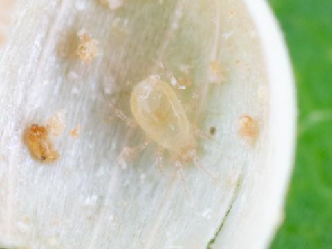 Amblydromalus limonicus