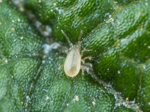 Typhlodromips swirskii