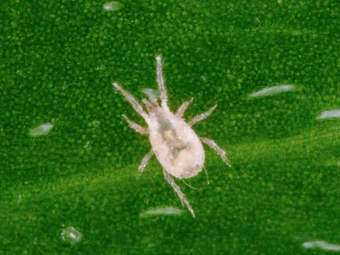 Typhlodromips swirskii