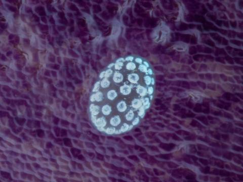 Polyphagotarsonemus latus