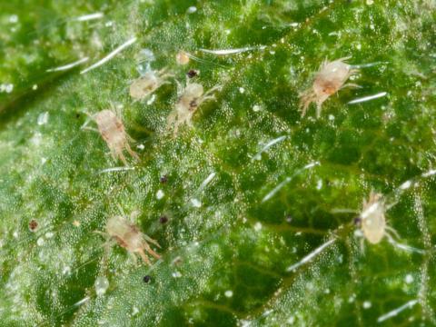 Tétranyque à deux points (Tetranychus urticae)