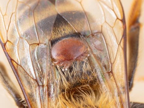 Varroa (Varroa destructor)