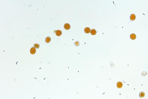 Arthuriomyces sp.