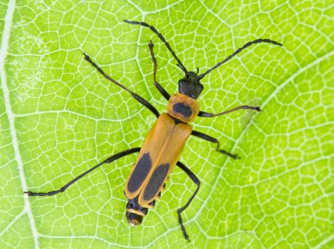 Cantharide de Pennsylvanie (Chauliognathus pensylvanicus)