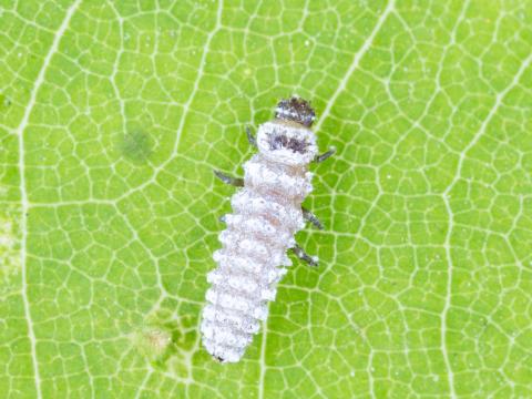 Cryptolaemus montrouzieri