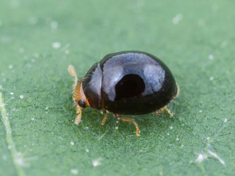 Delphastus catalinae