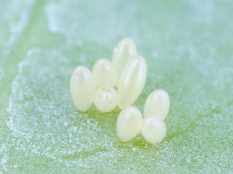 Coccinelle à quatorze points (Propylea quatuordecimpunctata)