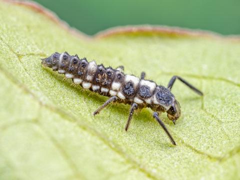 Coccinelle à quatorze points (Propylea quatuordecimpunctata)