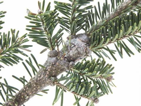 Puceron lanigère du sapin (Adelges piceae)