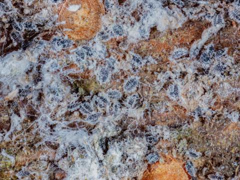 Puceron lanigère du sapin (Adelges piceae)