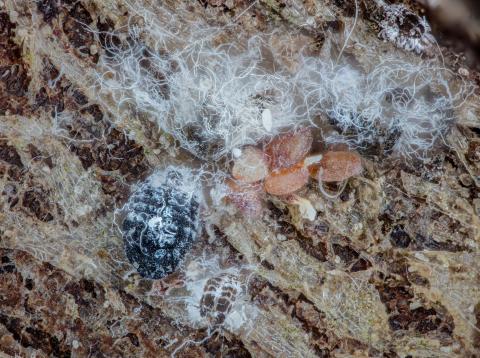 Puceron lanigère du sapin (Adelges piceae)