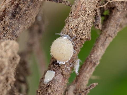 Puceron des racines du sapin baumier (Prociphilus americanus)