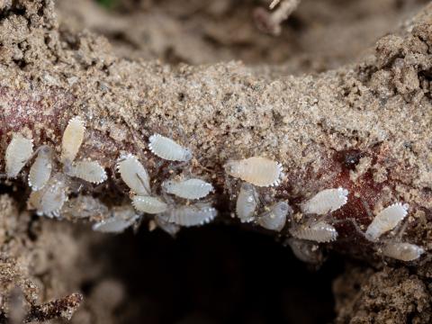 Puceron des racines du sapin baumier (Prociphilus americanus)
