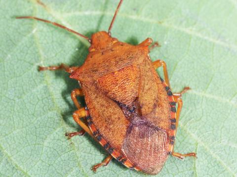 Apateticus bracteatus