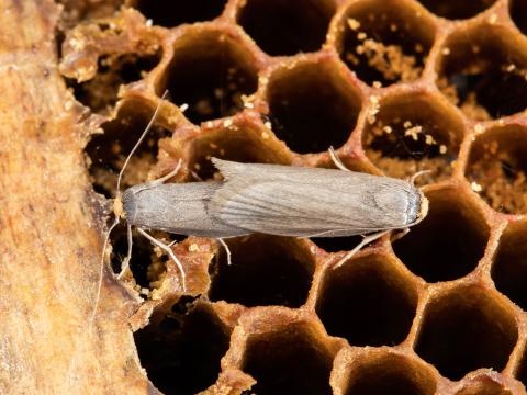 Petite fausse-teigne (Achroia grisella)