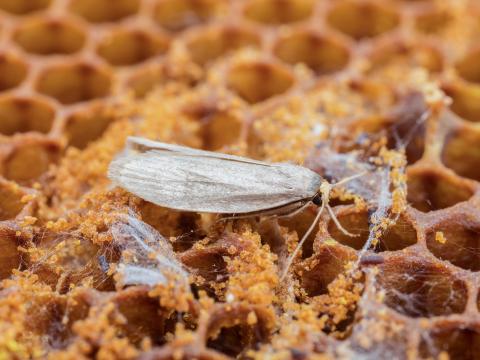 Petite fausse-teigne (Achroia grisella)