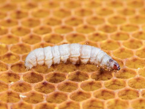 Fausse-teigne de la cire (Galleria mellonella)