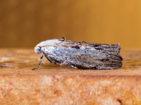 Fausse-teigne de la cire (Galleria mellonella)