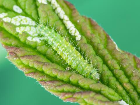 Schreckensteinia festaliella