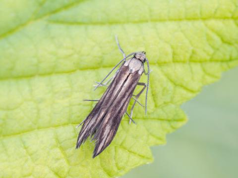 Schreckensteinia festaliella