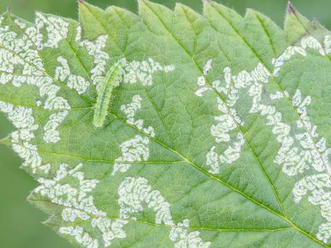 Schreckensteinia festaliella