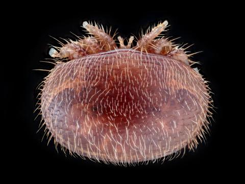 Varroa (Varroa destructor)