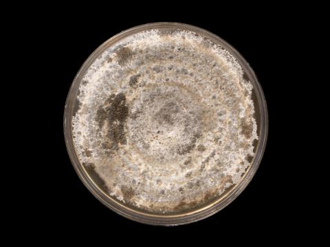  Alternaria_alternata_6