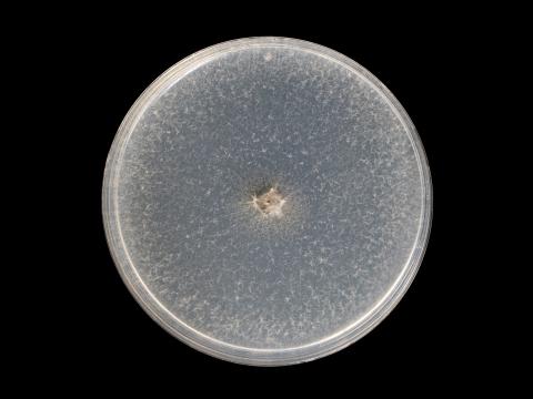 Botryosphaeria_dothidea_9