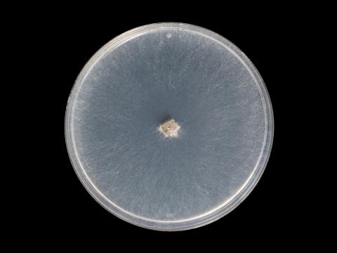 Botryosphaeria_dothidea_8