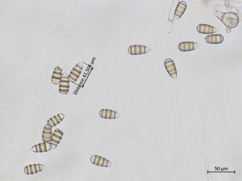 Cephaliophora_tropica_4