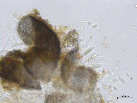 Colletotrichum_boninense_3