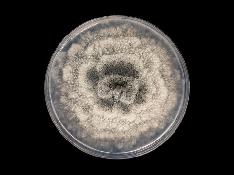 Coniella_diplodiella_6